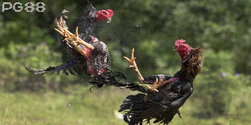 Các cửa cược phổ biến trong game đá gà cựa dao